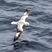 Southern Fulmar